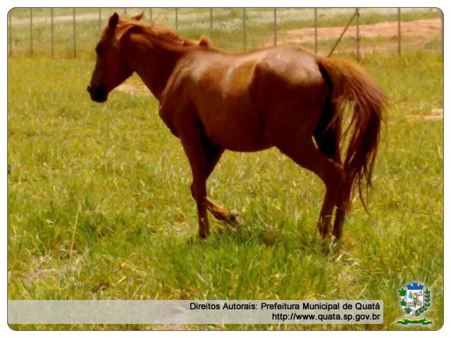 Notícia Animais soltos na cidade são recolhidos