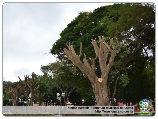 Notícia Nota de esclarecimento sobre a poda das árvores na Praça do Cemitério