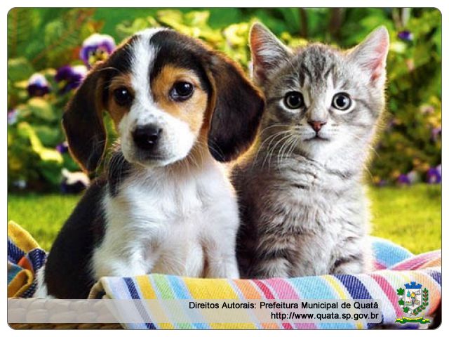 Notícia Secretaria de Agricultura e Meio Ambiente disponibiliza anticoncepcionais para cadelas e gatas