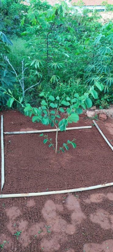 Foto 6: Moradores divulgam evolução de mudas recebidas pelo Projeto: Adote Uma Muda