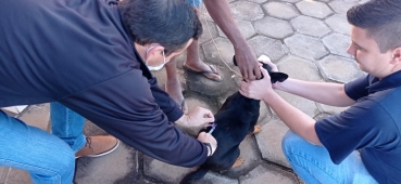 Foto 34: Campanha de Vacinação Antirrábica para cachorros e gatos