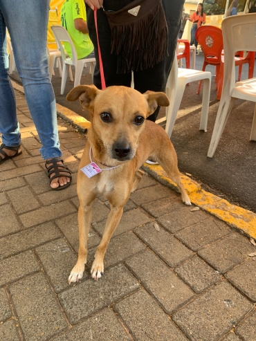 Foto 22: Castramóvel realiza castração de 210 pets gratuitamente em Quatá