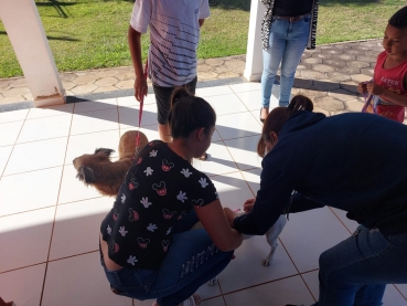 Foto 11: Campanha de Vacinação Antirrábica para cachorros e gatos