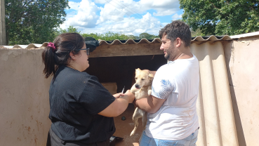 Foto 2: Coleta de sangue nos cães da Associação dos Animais de Quatá