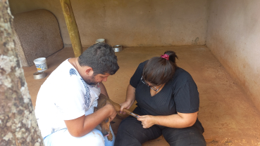 Foto 1: Coleta de sangue nos cães da Associação dos Animais de Quatá