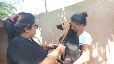 Notícia Coleta de sangue nos cães da Associação dos Animais de Quatá