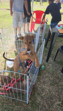 Foto 102: Diversas atrações e ações marcaram a festa em comemoração ao Dia do Trabalhador de Quatá