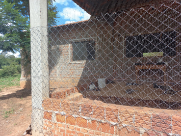 Foto 14: Coleta de sangue nos cães da Associação dos Animais de Quatá