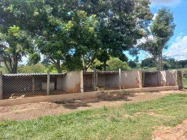 Foto 15: Coleta de sangue nos cães da Associação dos Animais de Quatá