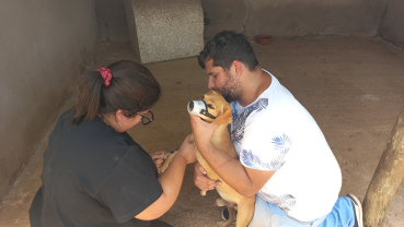 Foto 13: Coleta de sangue nos cães da Associação dos Animais de Quatá