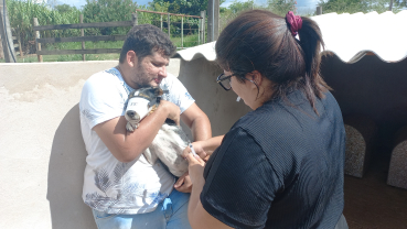 Foto 11: Coleta de sangue nos cães da Associação dos Animais de Quatá