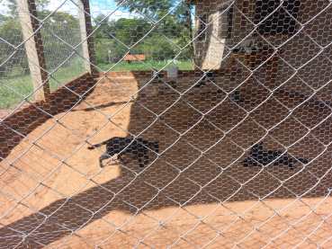 Foto 16: Coleta de sangue nos cães da Associação dos Animais de Quatá