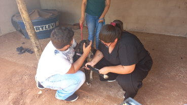 Foto 12: Coleta de sangue nos cães da Associação dos Animais de Quatá