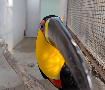 Foto 26: Prefeitura de Quatá e Usina Ibéria promovem ação educativa para conservação de aves ameaçadas
