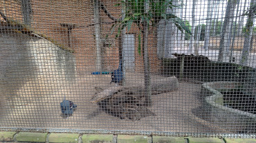 Foto 57: Prefeitura de Quata e Usina Ibéria promovem ação educativa para conservação de aves ameaçadas   