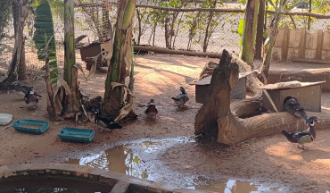 Foto 17: Prefeitura de Quatá e Usina Ibéria promovem ação educativa para conservação de aves ameaçadas