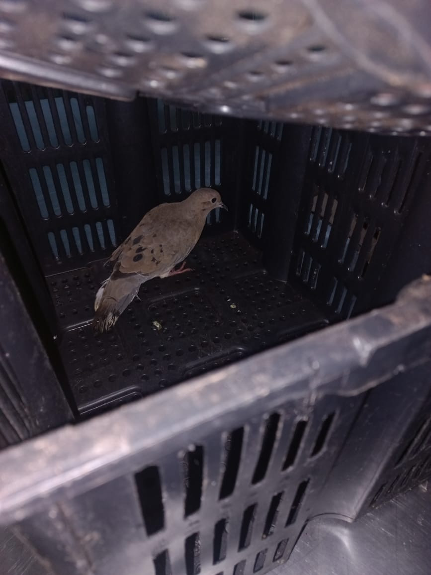 Foto 3: Resgate de Animais Silvestres: Ação pela Conservação da Fauna local