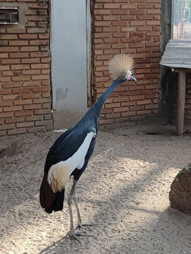 Foto 14: Prefeitura de Quatá e Usina Ibéria promovem ação educativa para conservação de aves ameaçadas