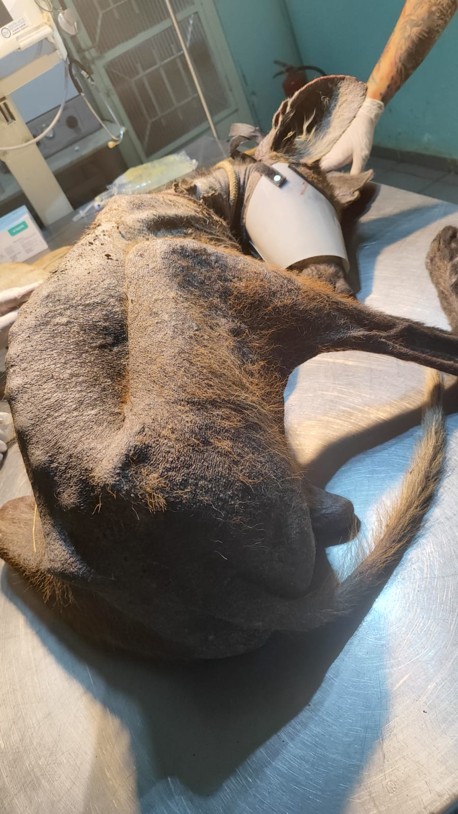 Foto 7: Resgate de Animais Silvestres: Ação pela Conservação da Fauna local