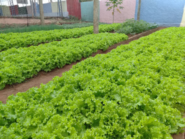 Foto 4: Projeto Pequeno Agricultor: Colheita de hortaliças