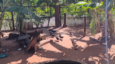 Foto 51: Prefeitura de Quata e Usina Ibéria promovem ação educativa para conservação de aves ameaçadas   