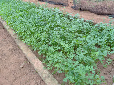Foto 27: Projeto Pequeno Agricultor: Colheita de hortaliças