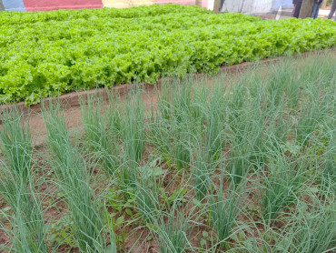 Foto 20: Projeto Pequeno Agricultor: Colheita de hortaliças