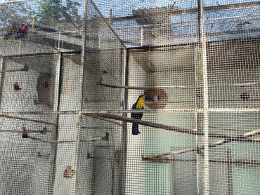 Foto 56: Prefeitura de Quata e Usina Ibéria promovem ação educativa para conservação de aves ameaçadas   