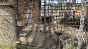 Foto 43: Prefeitura de Quata e Usina Ibéria promovem ação educativa para conservação de aves ameaçadas   