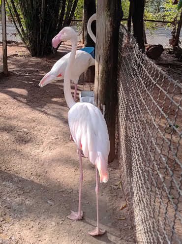Foto 20: Prefeitura de Quatá e Usina Ibéria promovem ação educativa para conservação de aves ameaçadas