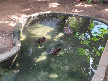 Foto 48: Prefeitura de Quata e Usina Ibéria promovem ação educativa para conservação de aves ameaçadas   