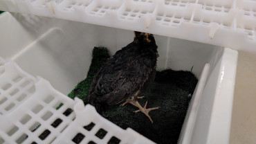 Foto 21: Prefeitura de Quata e Usina Ibéria promovem ação educativa para conservação de aves ameaçadas   