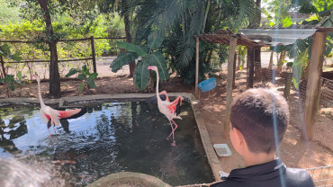 Foto 50: Prefeitura de Quata e Usina Ibéria promovem ação educativa para conservação de aves ameaçadas   