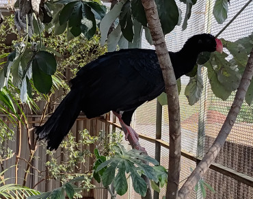 Foto 5: Prefeitura de Quatá e Usina Ibéria promovem ação educativa para conservação de aves ameaçadas