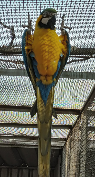Foto 9: Prefeitura de Quatá e Usina Ibéria promovem ação educativa para conservação de aves ameaçadas