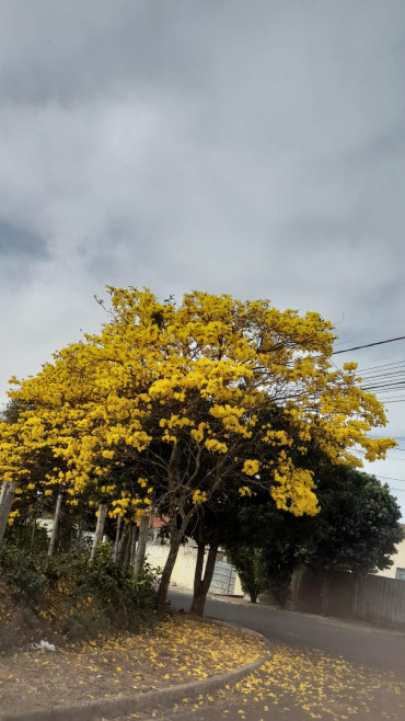 Foto 1: Concurso de Fotos do Dia da Árvore - 