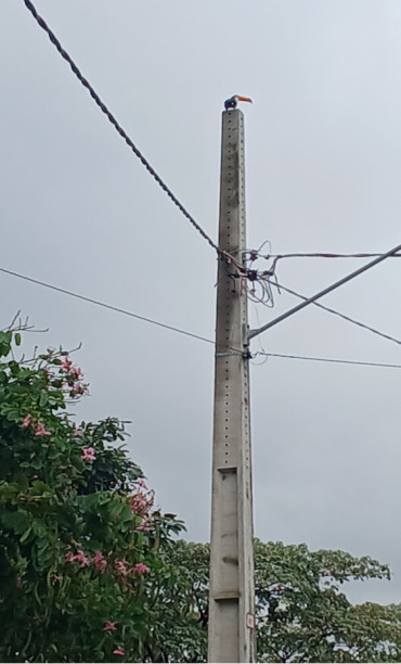 Foto 1: Votação aberta até 07 de julho