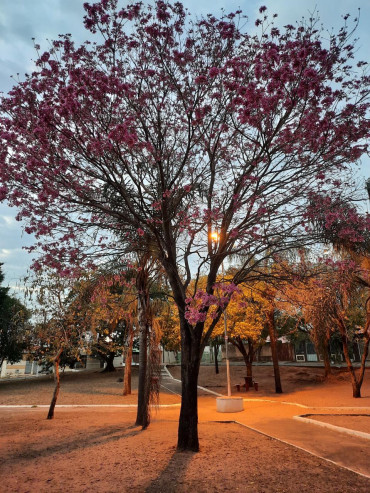 Foto 2: Concurso de Fotos do Dia da Árvore - 