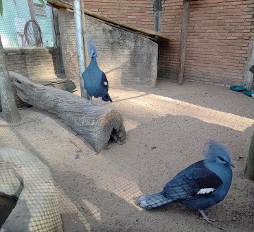 Foto 13: Prefeitura de Quatá e Usina Ibéria promovem ação educativa para conservação de aves ameaçadas
