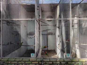 Foto 47: Prefeitura de Quata e Usina Ibéria promovem ação educativa para conservação de aves ameaçadas   