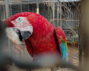 Foto 10: Prefeitura de Quatá e Usina Ibéria promovem ação educativa para conservação de aves ameaçadas