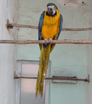 Foto 25: Prefeitura de Quatá e Usina Ibéria promovem ação educativa para conservação de aves ameaçadas