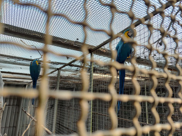 Foto 15: Prefeitura de Quatá e Usina Ibéria promovem ação educativa para conservação de aves ameaçadas