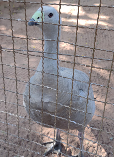 Foto 18: Prefeitura de Quatá e Usina Ibéria promovem ação educativa para conservação de aves ameaçadas
