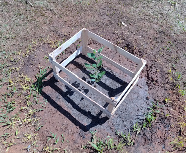 Foto 1: Pomar Urbano Comunitário é implantado em Quatá