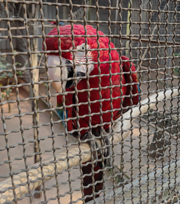 Foto 6: Prefeitura de Quatá e Usina Ibéria promovem ação educativa para conservação de aves ameaçadas