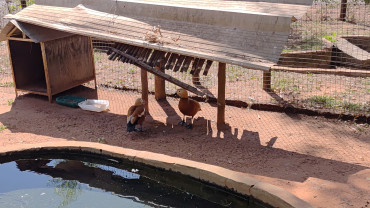 Foto 46: Prefeitura de Quata e Usina Ibéria promovem ação educativa para conservação de aves ameaçadas   