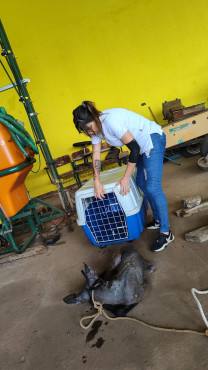 Foto 8: Resgate de Animais Silvestres: Ação pela Conservação da Fauna local