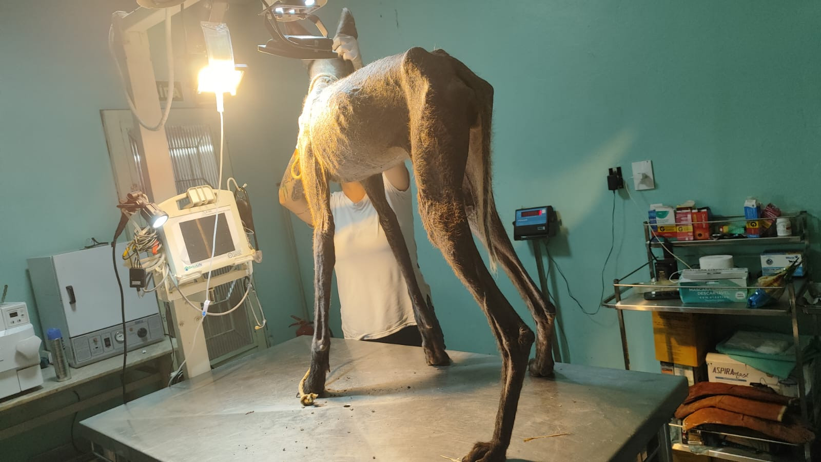 Foto 1: Resgate de Animais Silvestres: Ação pela Conservação da Fauna local