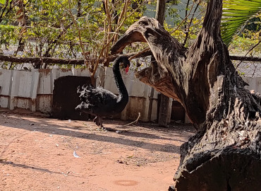Foto 24: Prefeitura de Quatá e Usina Ibéria promovem ação educativa para conservação de aves ameaçadas